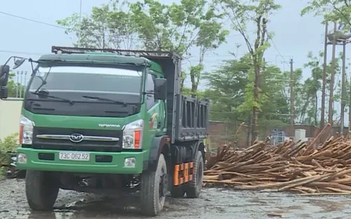 Doanh nghiệp hỗ trợ thu mua gỗ gãy đổ sau bão