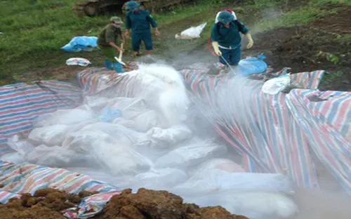 Thanh Hóa: Tiêu hủy 4000 con lợn chết do lũ lụt