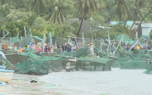 Nước mắt người nuôi tôm hùm khi "trắng tay" sau bão