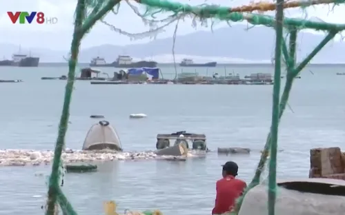 Nỗ lực khôi phục vùng nuôi tôm hùm Phú Yên sau bão