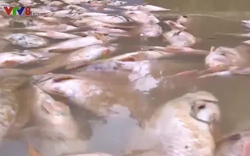 Người dân Thừa Thiên Huế điêu đứng vì cá chết do lũ lụt