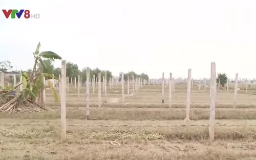 Thừa Thiên - Huế: Hàng trăm ha hoa màu mất trắng sau lũ