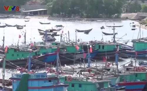 Hiệu quả đánh bắt thủy sản của tàu vỏ sắt tại Quảng Trị