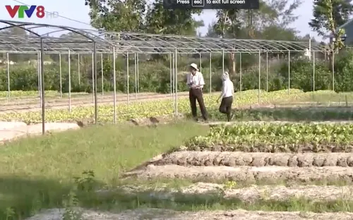 Quảng Nam khó khôi phục các vùng rau sau bão lũ