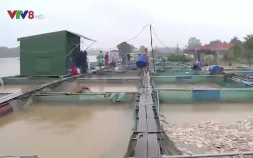 Thừa Thiên - Huế: Người nuôi cá lồng chồng chất nợ nần vì lũ lụt