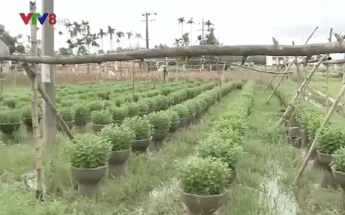 Nông dân vùng trồng hoa Quảng Ngãi thấp thỏm sợ lũ