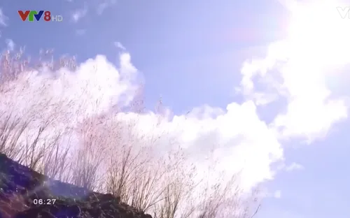 Lãng mạn cỏ hồng Gia Lai