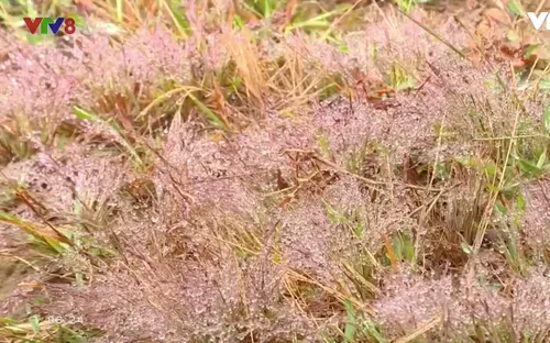 Đà Lạt: Lung linh mùa cỏ hồng