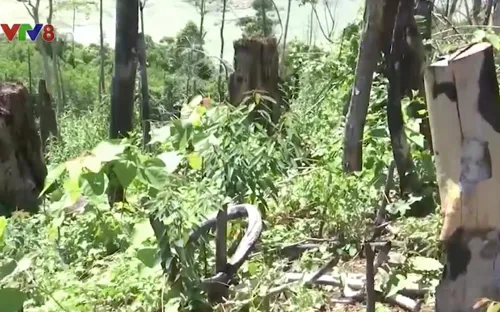 Quảng Nam: Khai trừ Đảng, cách chức cán bộ trong vụ phá rừng Tiên Lãnh