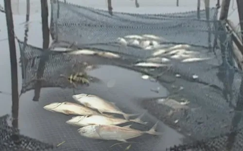 Thừa Thiên - Huế: Cá nuôi chết hàng loạt, người dân "trắng tay" sau lũ