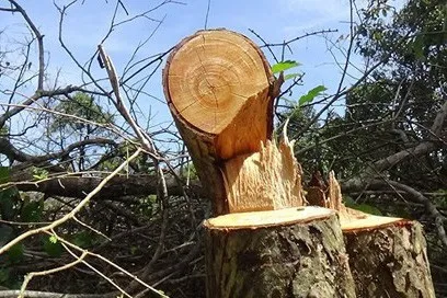 Bình Thuận xác minh nhóm lâm tặc tung tin đồn giả để phá rừng Tà Cú