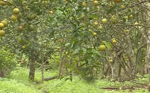 Hà Tĩnh: Du lịch trải nghiệm vườn cam hữu cơ