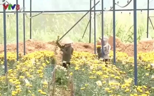 Các vùng trồng rau, hoa ở Lâm Đồng thiếu hụt lao động