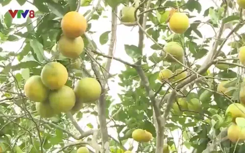 Xúc tiến đầu tư đặc sản cam, bưởi Hà Tĩnh