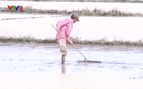 Phú Yên triển khai sản xuất vụ Đông Xuân 2017-2018