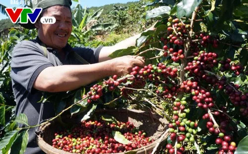 Giá cà phê tại Lâm Đồng giảm mạnh
