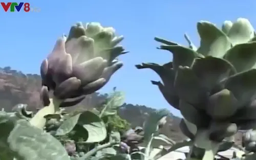 Ra mắt tổ hợp tác sản xuất theo chuỗi giá trị cây atiso