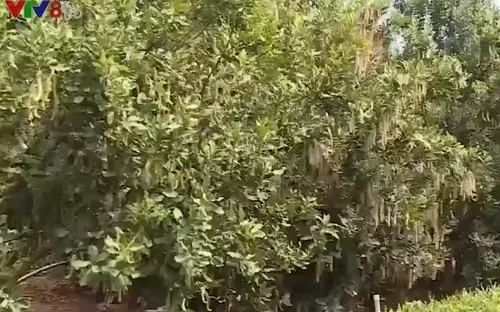 Đắk Lắk tạm dừng quy hoạch cây mắc-ca