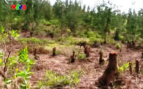 Sớm xét xử công khai vụ phá rừng ở Bình Định