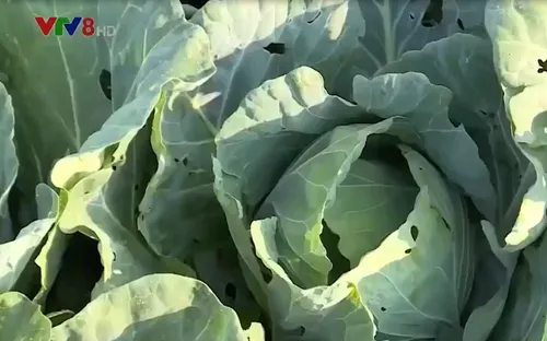 Bất thường thị trường rau Đà Lạt sau mưa lũ