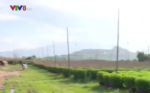 Nông dân Hà Tĩnh được mùa củ cải trắng