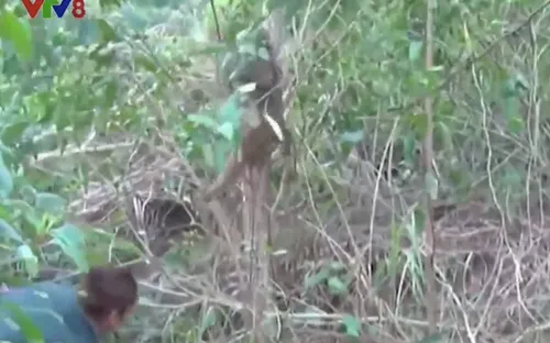 Khánh Hòa: Thả cá thể khỉ mặt đỏ về môi trường tự nhiên