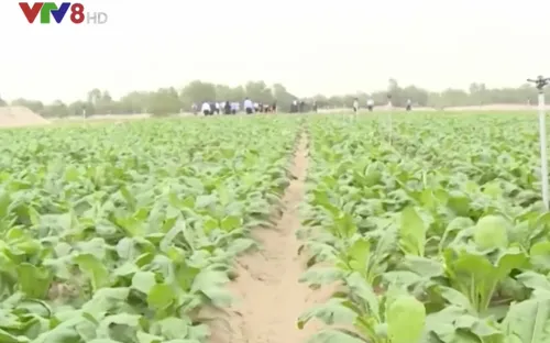 Hà Tĩnh: Dự án trồng rau trên vùng cát có nguy cơ phá sản