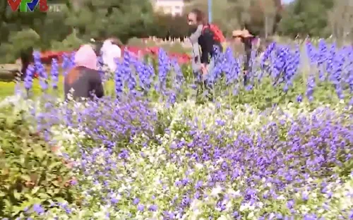 Du lịch hoa - Lựa chọn của nhiều du khách