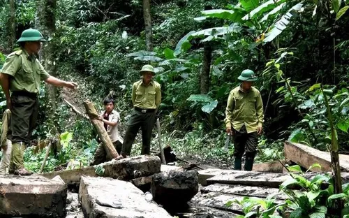 Nghệ An : Khởi tố, bắt tạm giam 2 Trạm trưởng quản lý bảo vệ rừng