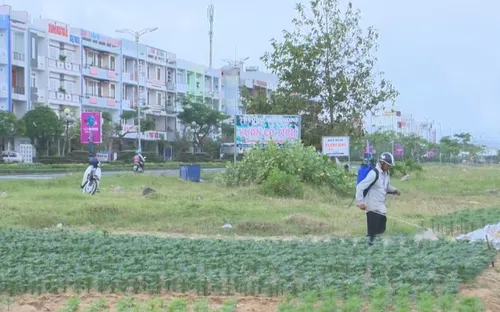 Phun thuốc trừ sâu giữa khu dân cư - Nỗi lo dai dẳng