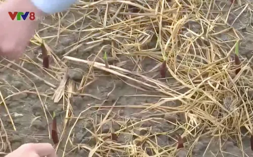 Khó kiểm soát chất lượng giống hoa Tết