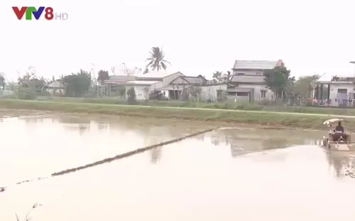 Thừa Thiên Huế: Nỗ lực tiêu úng thoát nước phục vụ vụ Đông Xuân