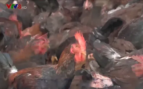 Quảng Ngãi: Các hộ chăn nuôi chủ động phòng chống dịch bệnh