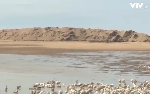 Lúng túng trong xử lý cửa biển bồi lấp ở Phú Yên