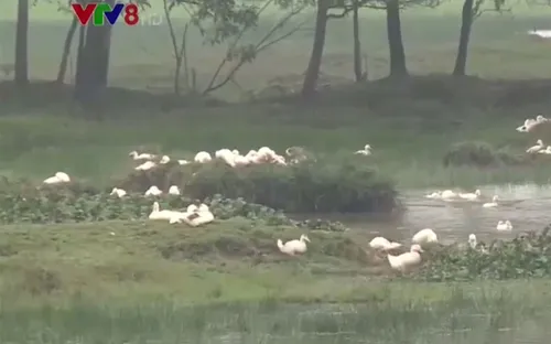 Hà Tĩnh: Xuất hiện ổ dịch cúm gia cầm H5N6