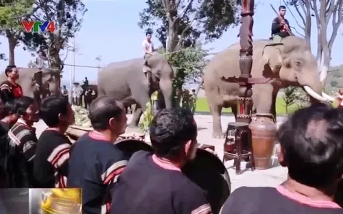 Thúc đẩy sinh sản trên đàn voi: Cần giải pháp khẩn cấp