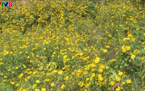 Mùa hoa dã quỳ tại núi Chư Đăng Ya, Gia Lai