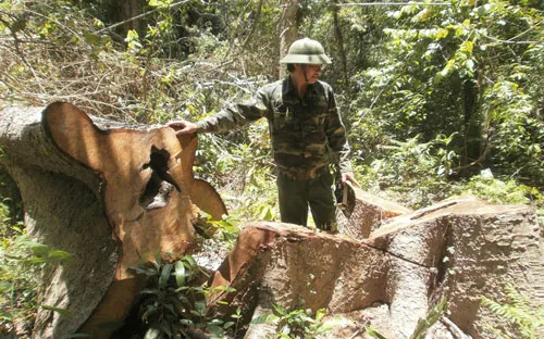 Một năm đóng cửa rừng Tây Nguyên: Rừng vẫn tiếp tục "chảy máu"