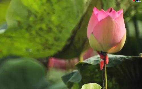 Bước chân khám phá: Khám phá Đồng Tháp ( Phần 2 ) phát sóng 20h55, thứ sáu, ngày 22/9/2017