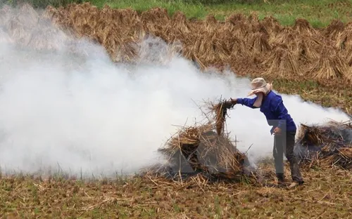 Phát động chiến dịch "Cánh đồng không đốt rơm rạ"