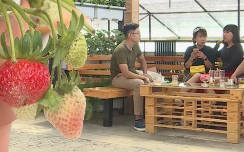 Cà phê giữa vườn rau - Sức hút du lịch nhà vườn Đà Lạt