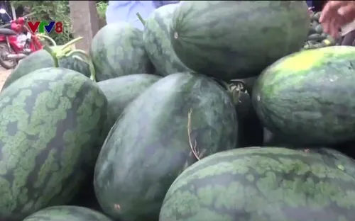 Giá dưa hấu ở Quảng Ngãi tăng kỷ lục