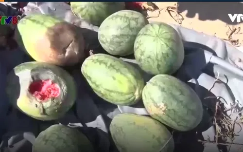 Quảng Bình: Nông dân trồng dưa hấu “trắng tay” vì mưa kéo dài