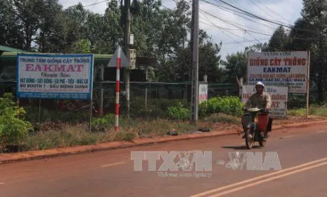 Đắk Lắk: Kiến nghị xử lý việc mạo danh tên gọi "Ea Kmát" trong kinh doanh giống cây trồng