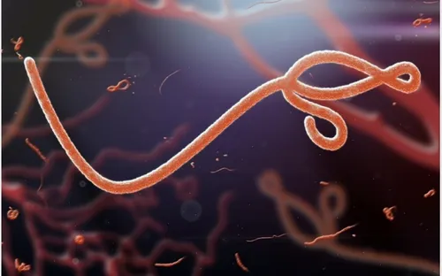 WHO tuyên bố chấm dứt dịch Ebola tại Congo