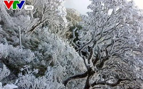 Chùm ảnh: Tuyết và băng giá phủ trắng Fansipan