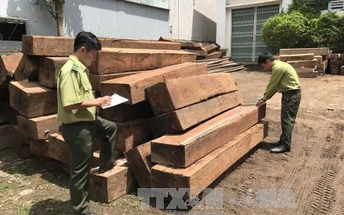 Phát hiện 2 điểm tập kết gỗ lậu tại xã Đắk Trăm, Kon Tum