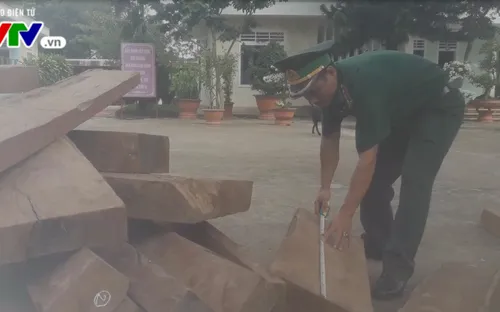 Quảng Trị: Phát hiện vụ vận chuyển gỗ trái phép qua biên giới