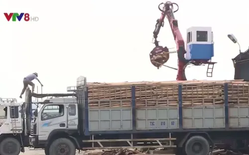 Người dân Hà Tĩnh gặp khó khăn trong tiêu thu gỗ sau bão