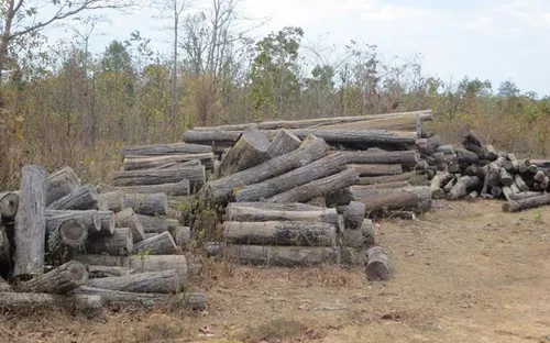 Kiểm điểm tập thể, cá nhân trong vụ khai thác gỗ trái phép tại Đắk Lắk